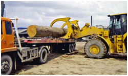 wood log